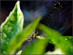 Image of Garden spider