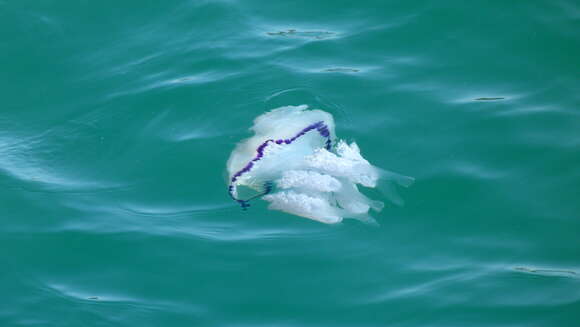 Image of barrel jellyfish