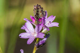 Image of birdfoot checkerbloom