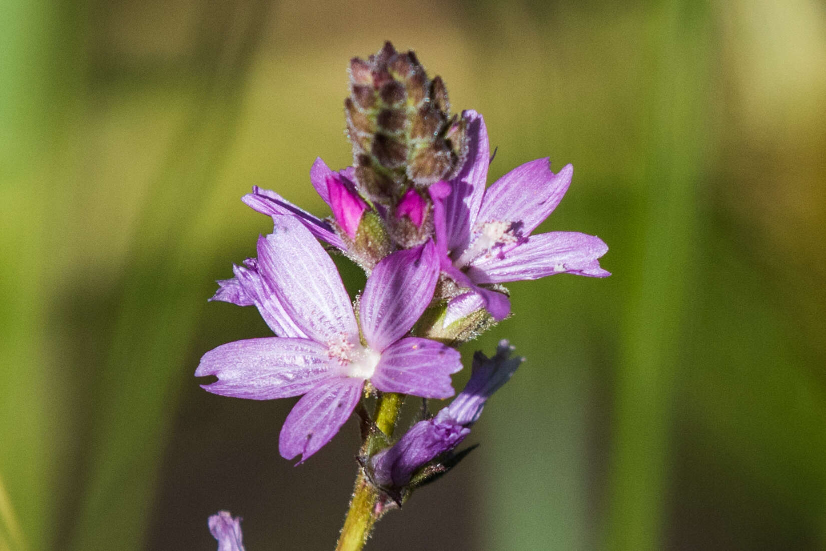 Image of birdfoot checkerbloom