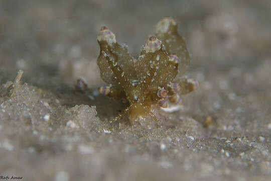 Imagem de Eubranchus mandapamensis (K. P. Rao 1968)