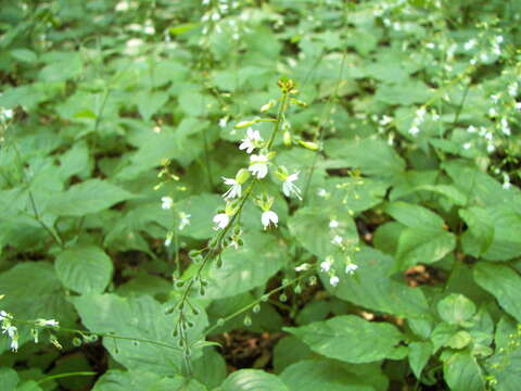 Plancia ëd Circaea lutetiana L.