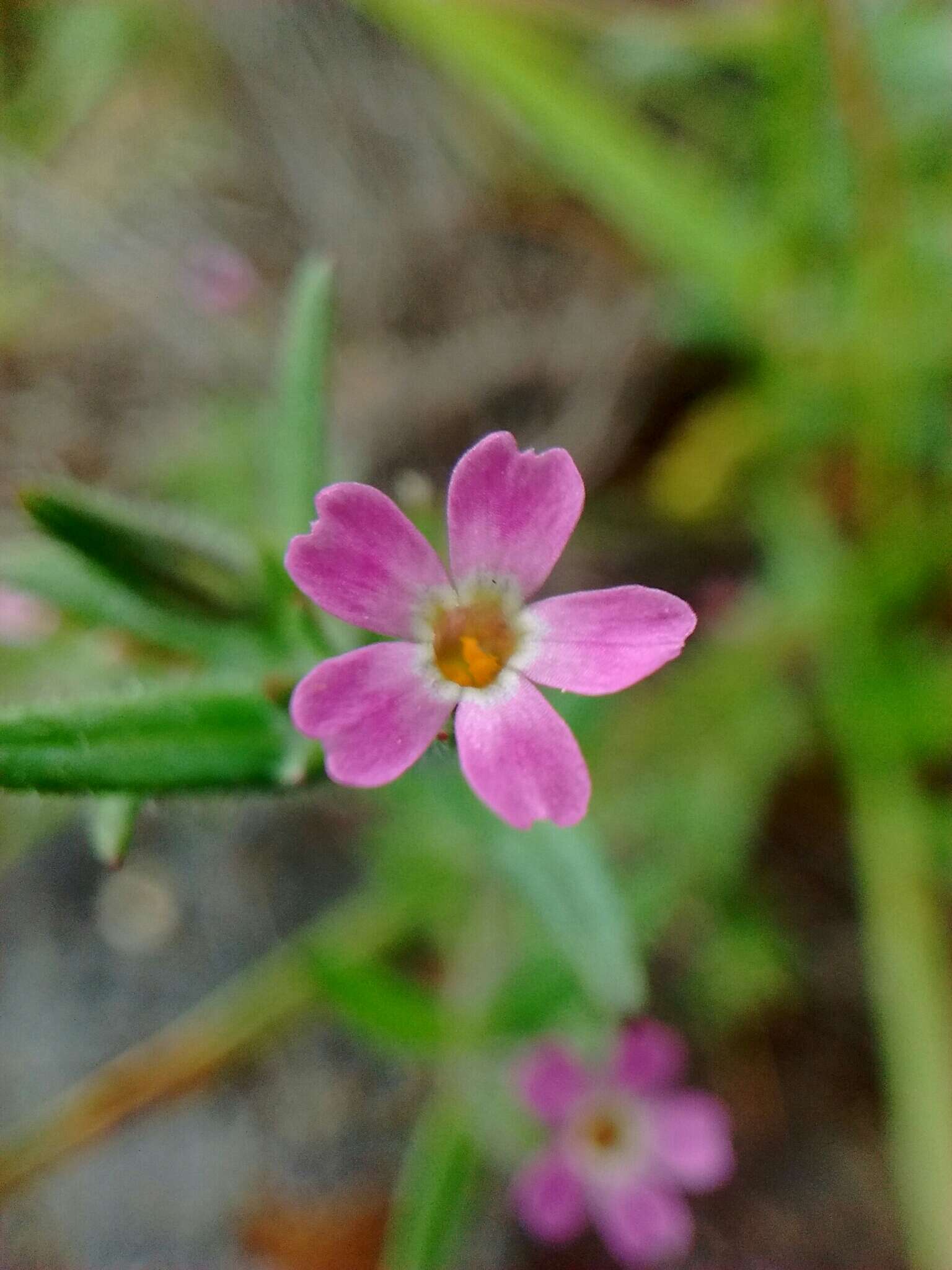 Image of slender phlox