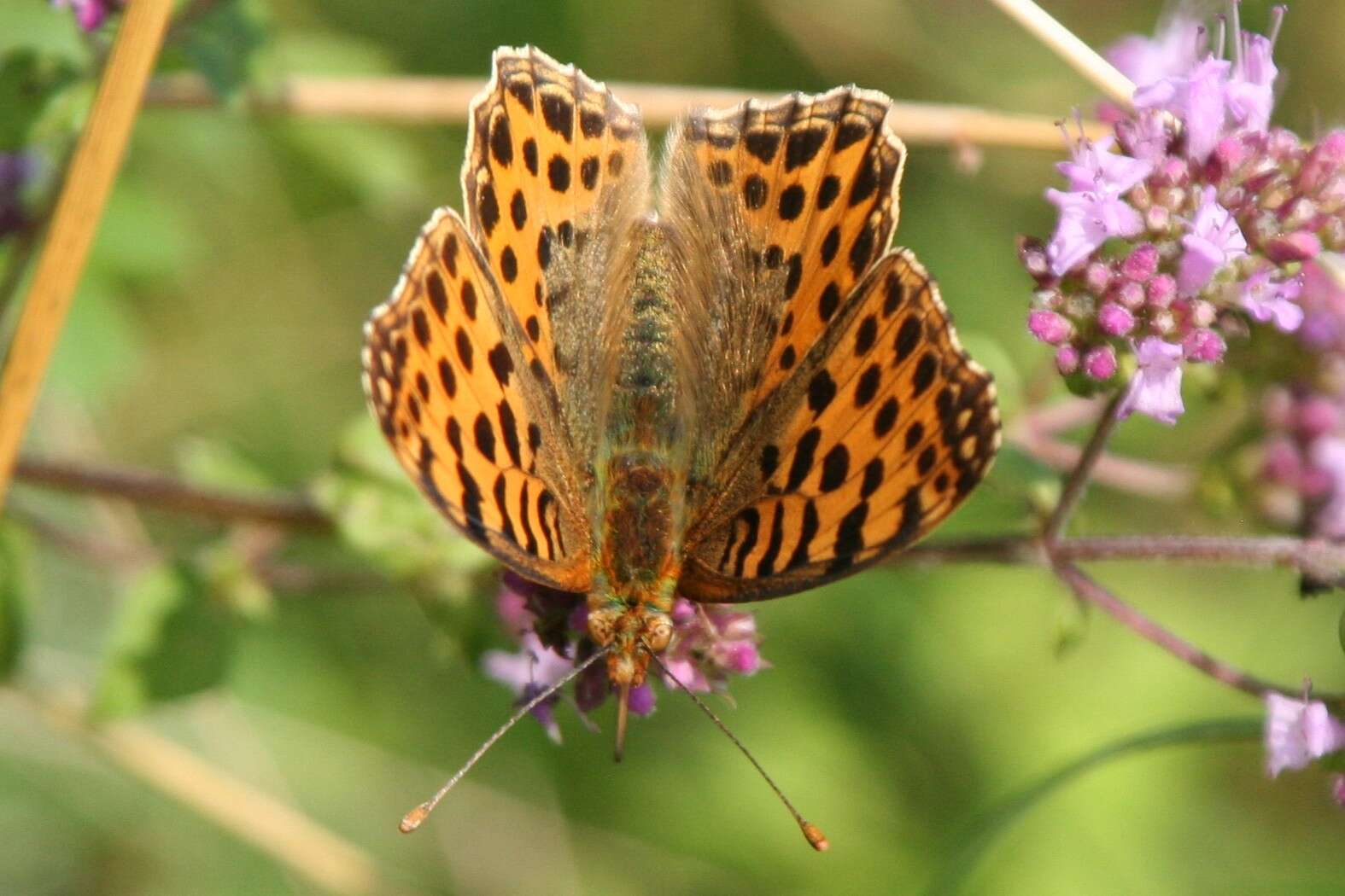 Image of oregano