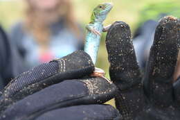 Image of Six-lined Racerunner