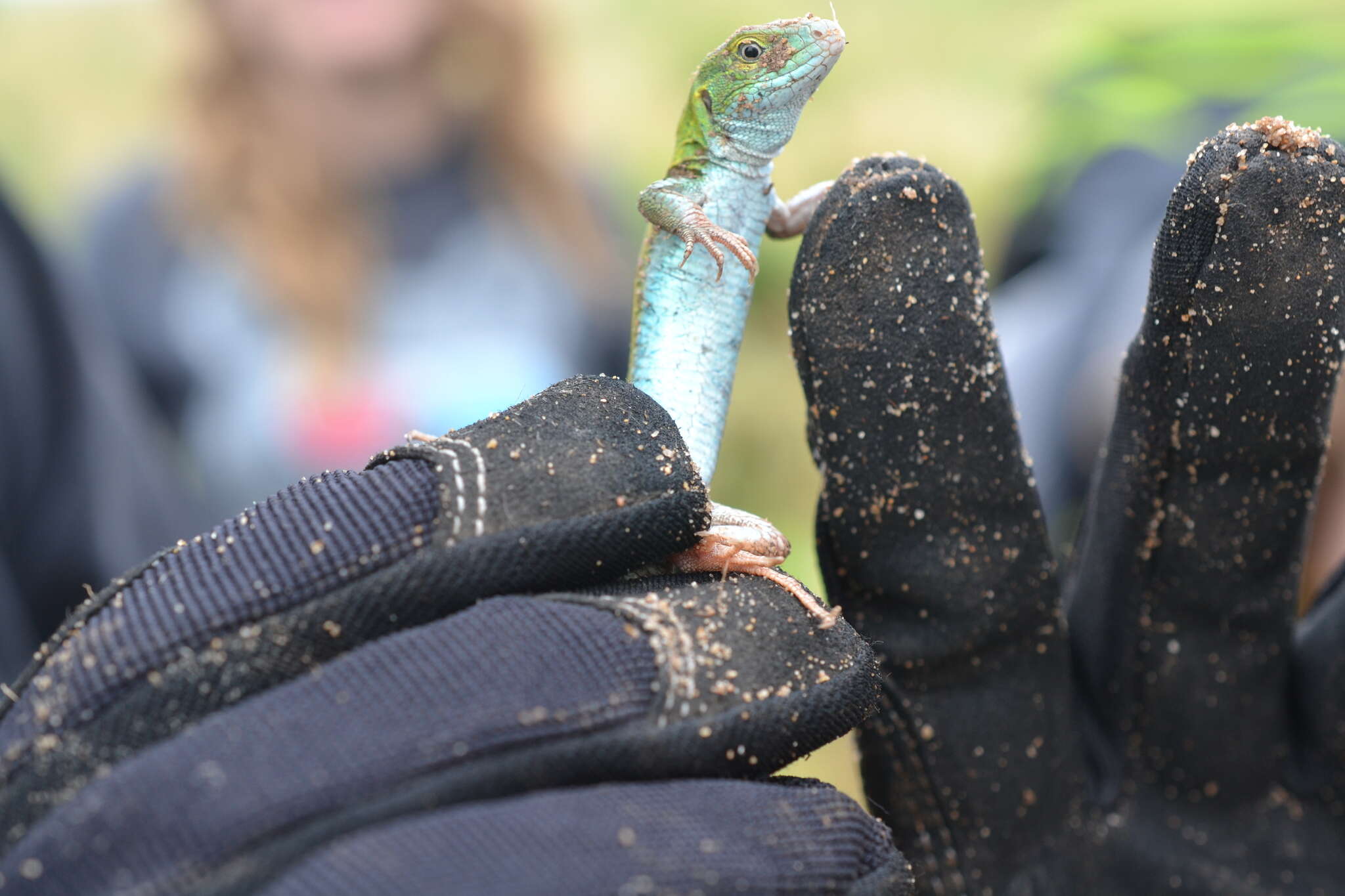 Image of Six-lined Racerunner