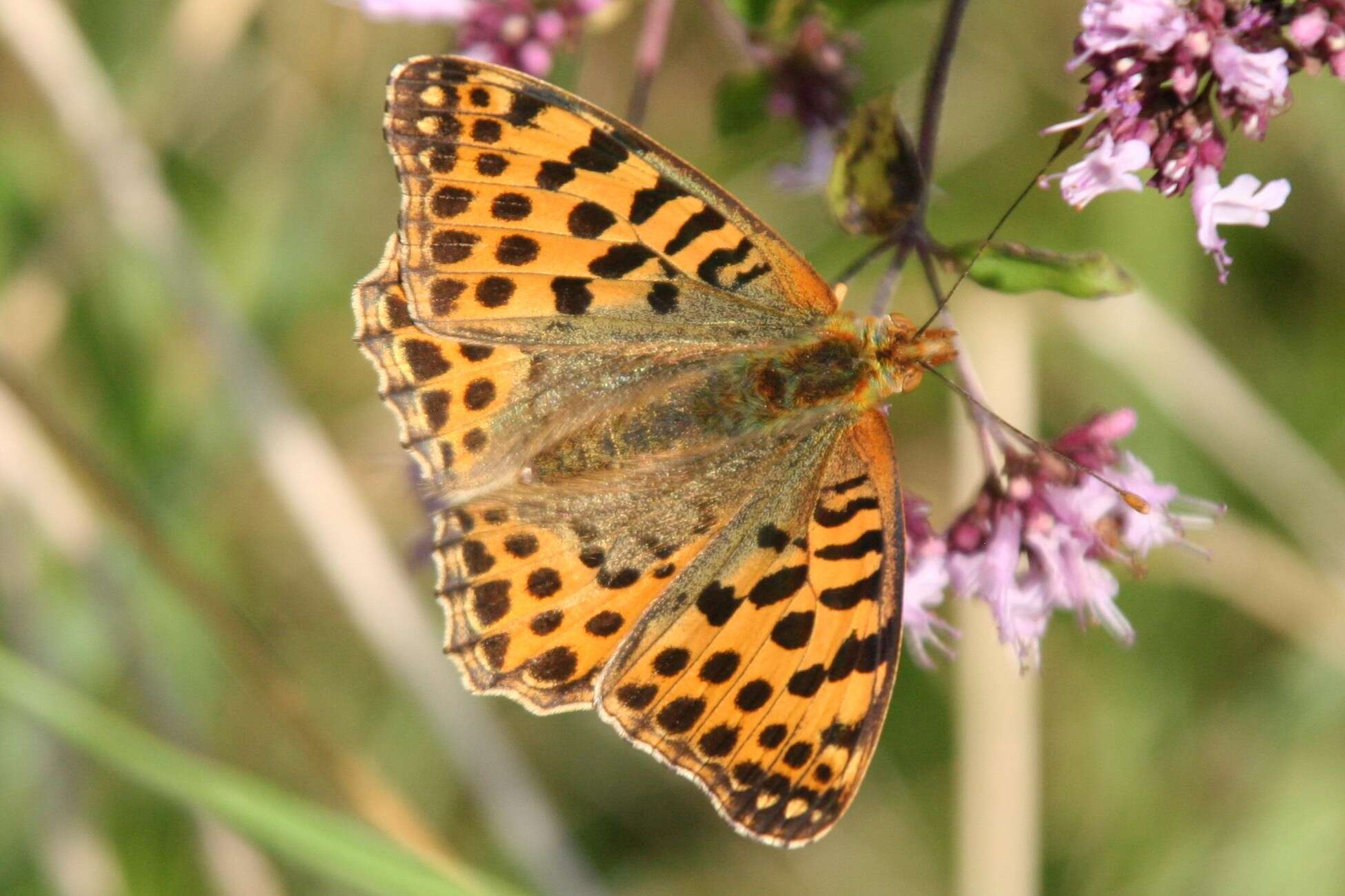 Image of oregano