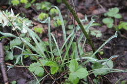 Image of Galanthus angustifolius Koss