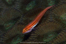 Image of Neon dwarfgoby