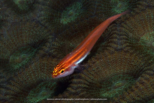 Image of Neon dwarfgoby