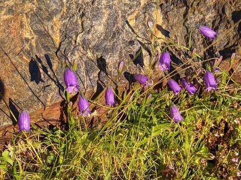 Image of Campanula willkommii Witasek