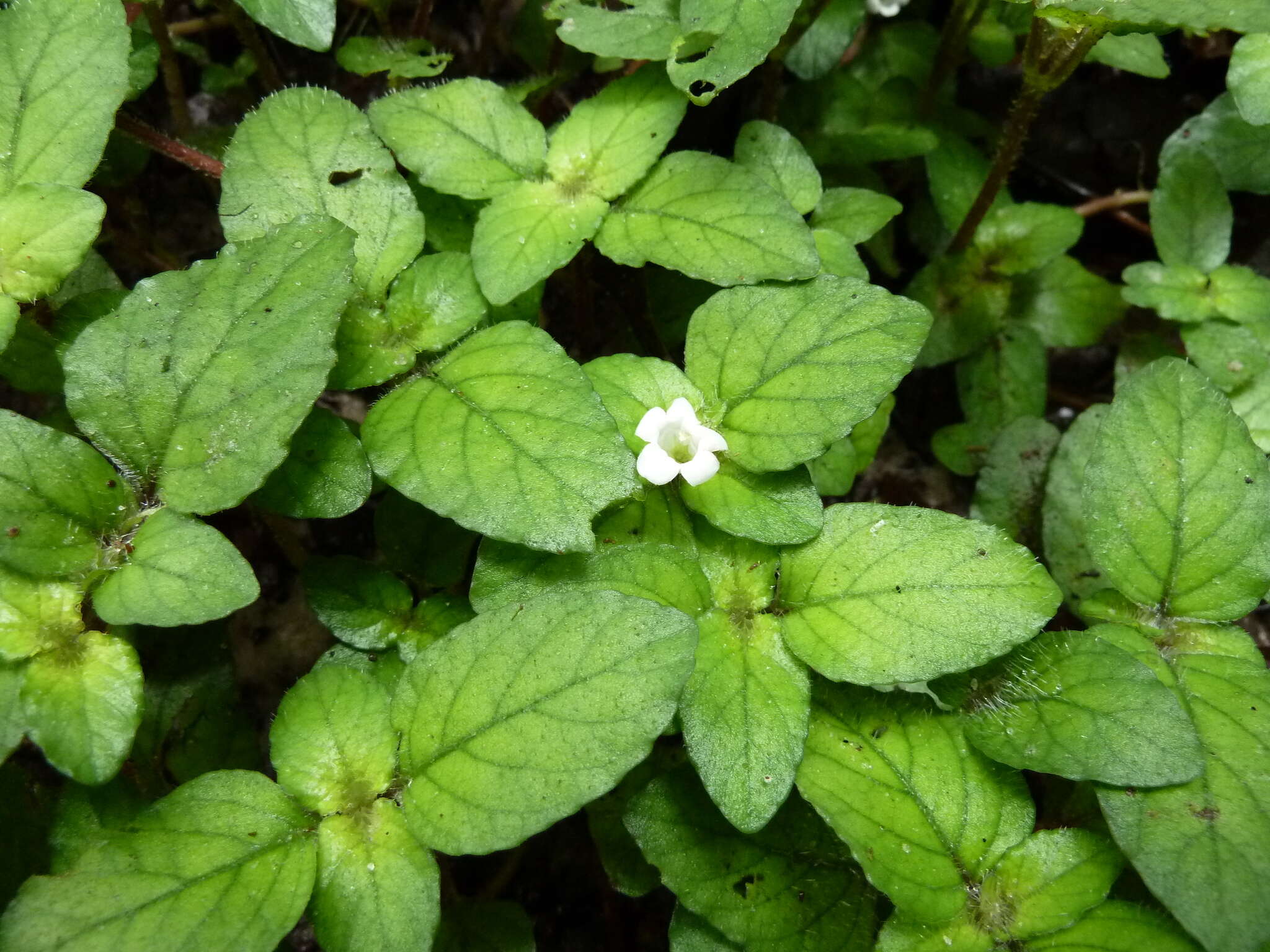 Plancia ëd Staurogyne capitata E. A. Bruce