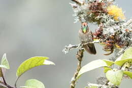 Image of Rufous-capped Thornbill