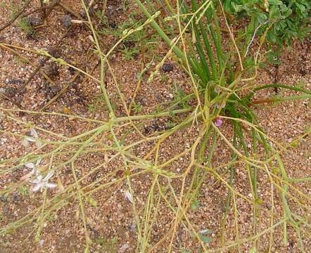 Слика од Trachyandra bulbinifolia (Dinter) Oberm.