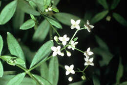 Image of Wild madder