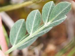 Image of Astragalus incanus L.