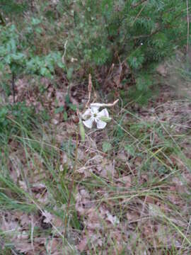 Image of Silene paradoxa L.