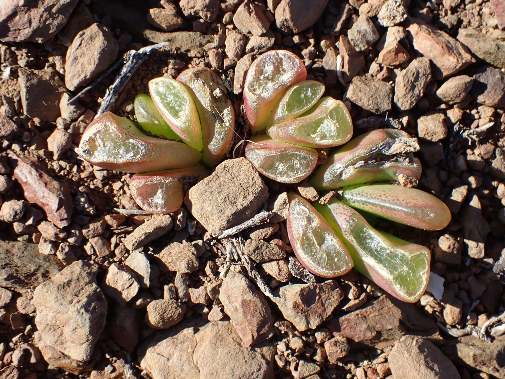 Image of Glottiphyllum nelii Schwant.