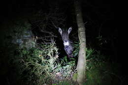 Image of Chinese Goral