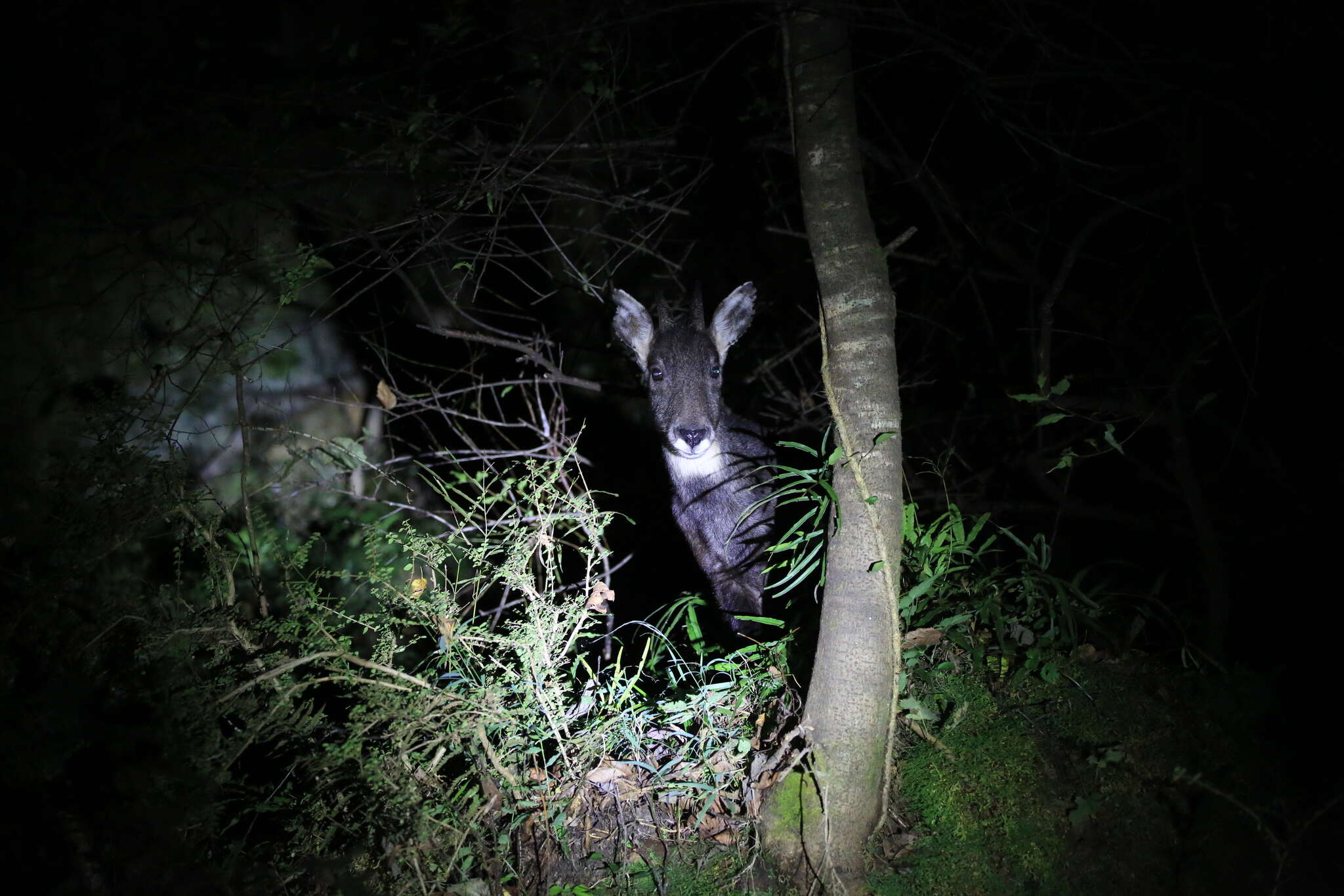 Image of Chinese Goral