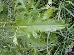 Image of Cabbage Thistle