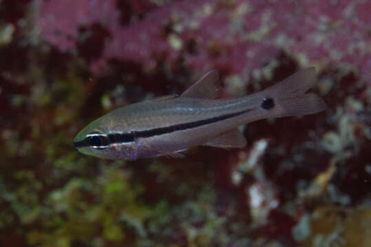 Image of Bridled cardinalfish