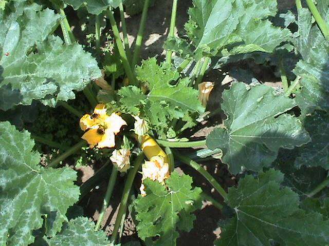 Image of field pumpkin