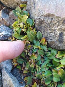 Image de Myosotis lyallii subsp. elderi (L. B. Moore) Meudt & Prebble