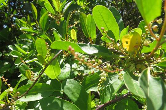 Image of Muehlenbeckia hastulata var. fascicularis (Meisn.) J. Brandbyge