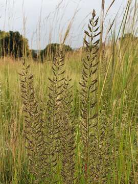 Image of Cross grass