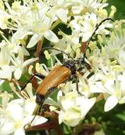 Sivun Trigonarthris atrata (Le Conte 1850) kuva