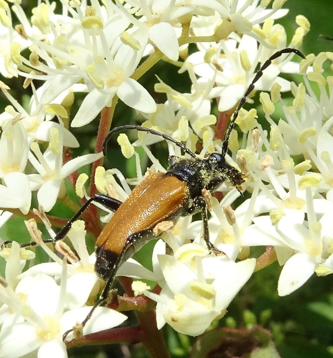 Sivun Trigonarthris atrata (Le Conte 1850) kuva