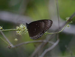 Euploea algea menetriesii Felder, C., Felder & R. 1860 resmi