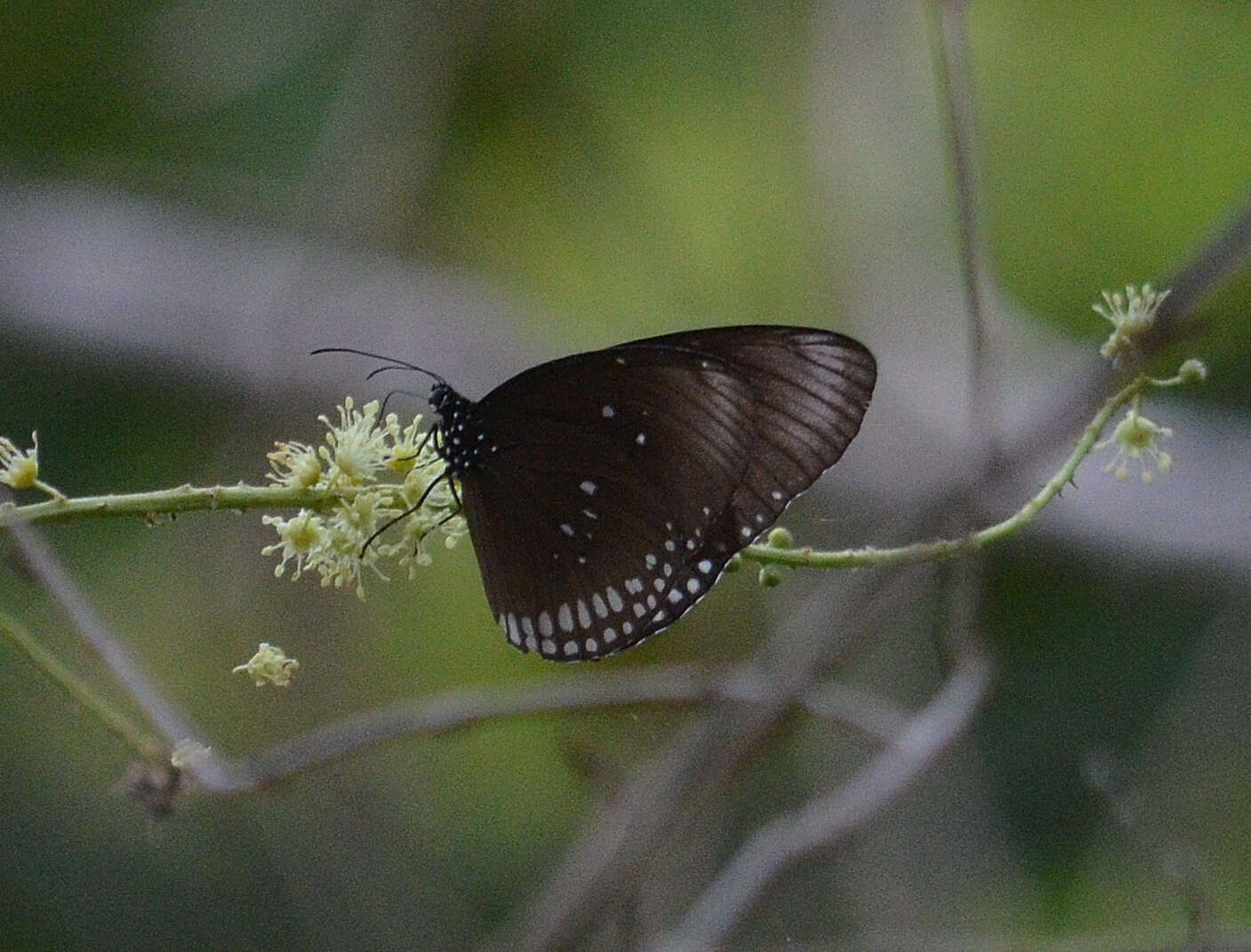 Image of Euploea algea menetriesii Felder, C., Felder & R. 1860