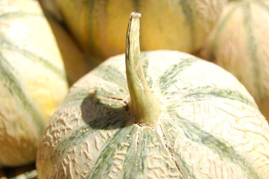 Image of Cucumis melo var. cantalupensis