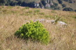 Image of Leucadendron spissifolium subsp. oribinum I. J. M. Williams