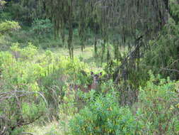 Image of Mountain nyala