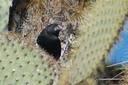 Image of Large Ground Finch