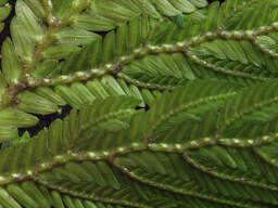 Image of Selaginella anceps (C. Presl) C. Presl