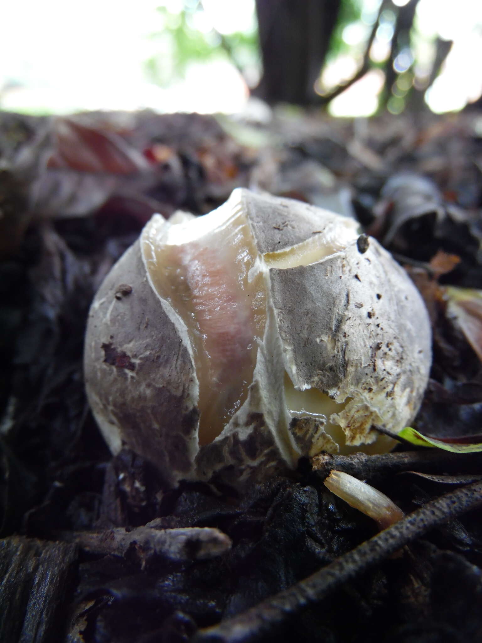 Imagem de Clathrus transvaalensis Eicker & D. A. Reid 1990