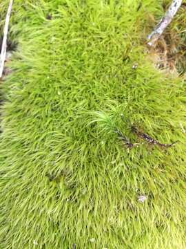 Image of Broom Moss