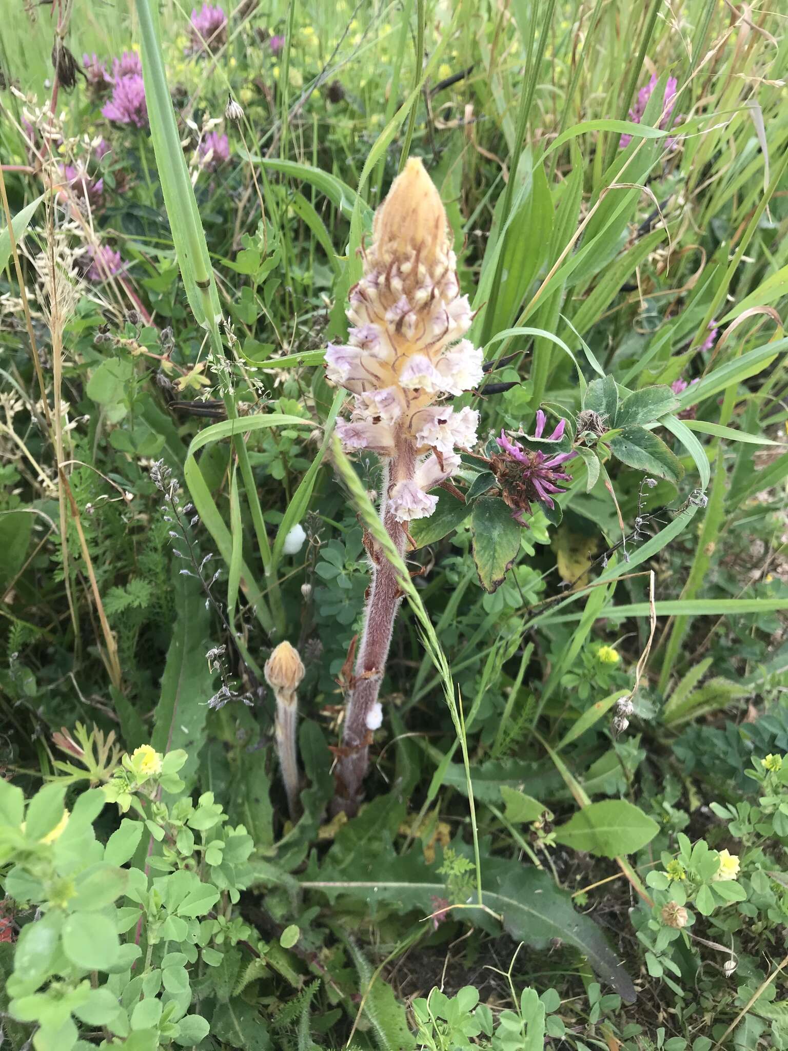 Image of oxtongue broomrape