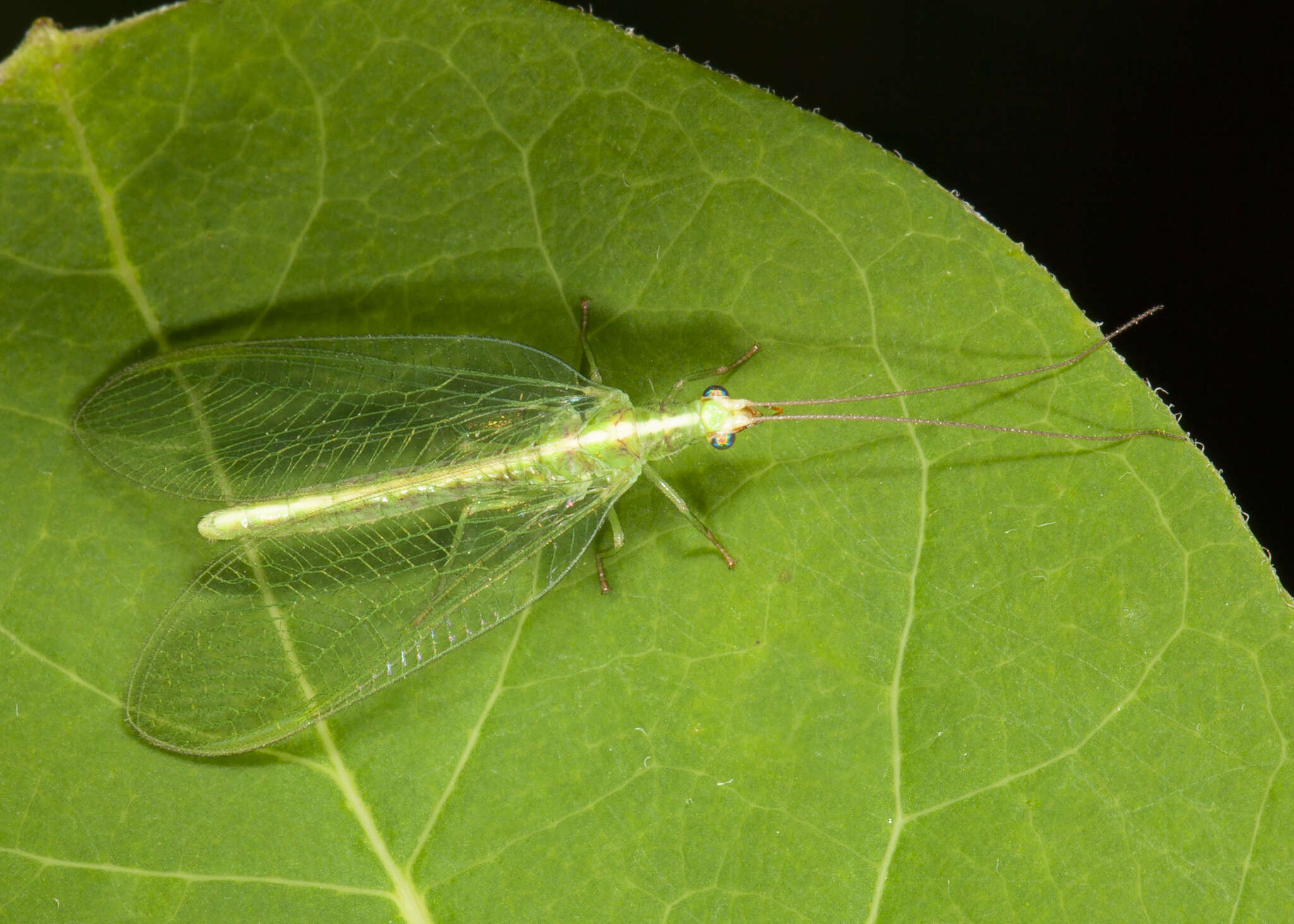 صورة Chrysoperla carnea (Stephens 1836)