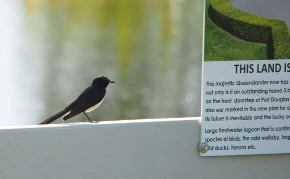 Image of Willie Wagtail