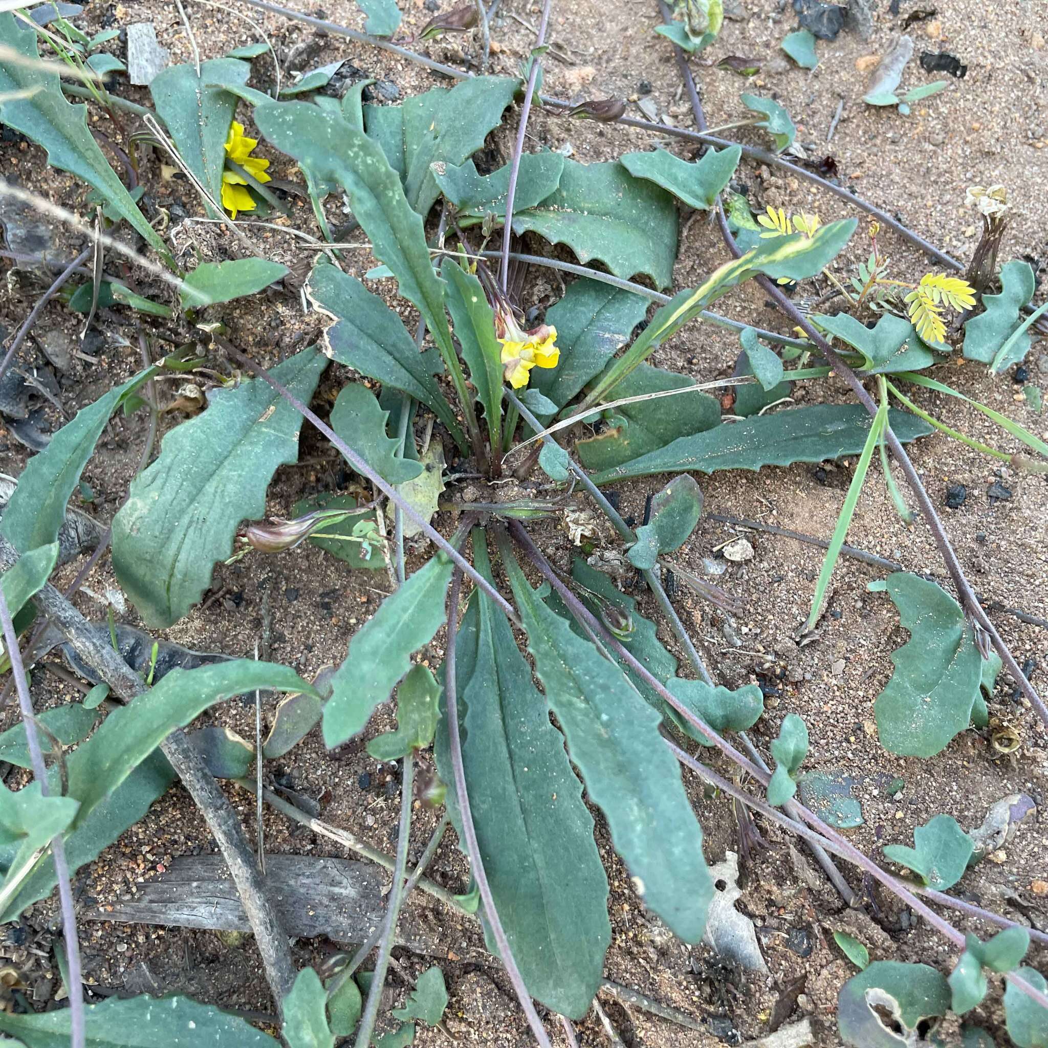 Слика од Goodenia glabra R. Br.