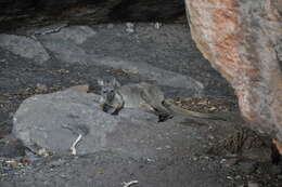 Image of black wallaroo