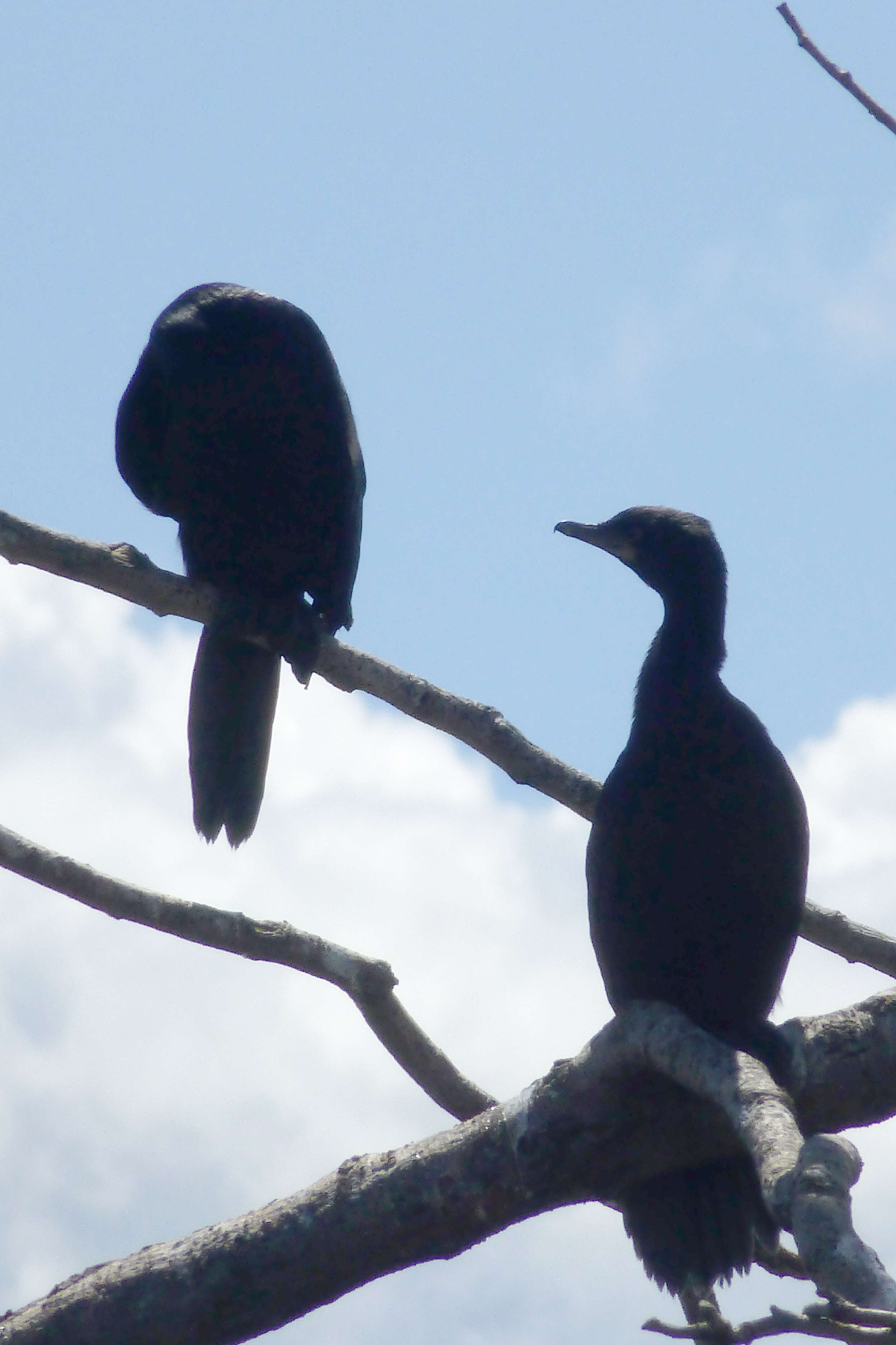 Plancia ëd Phalacrocorax sulcirostris (Brandt & JF 1837)