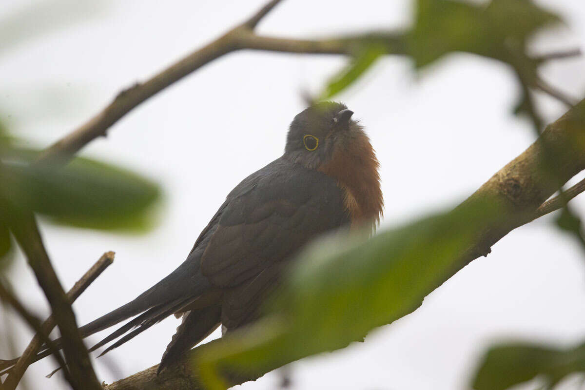 Image of Chestnut-breasted Cuckoo