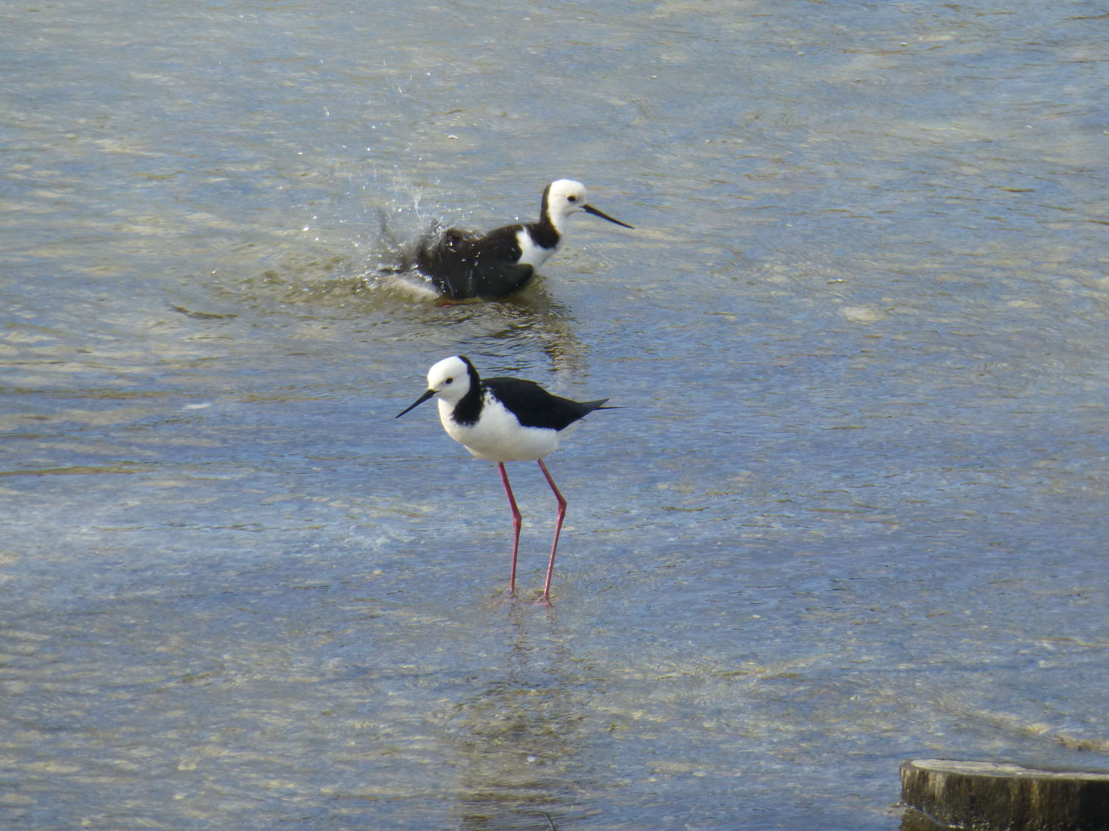 Image of Pied Stilt