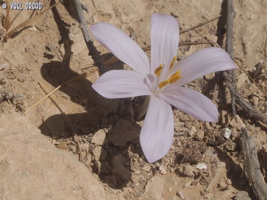 Image of Colchicum tunicatum Feinbrun